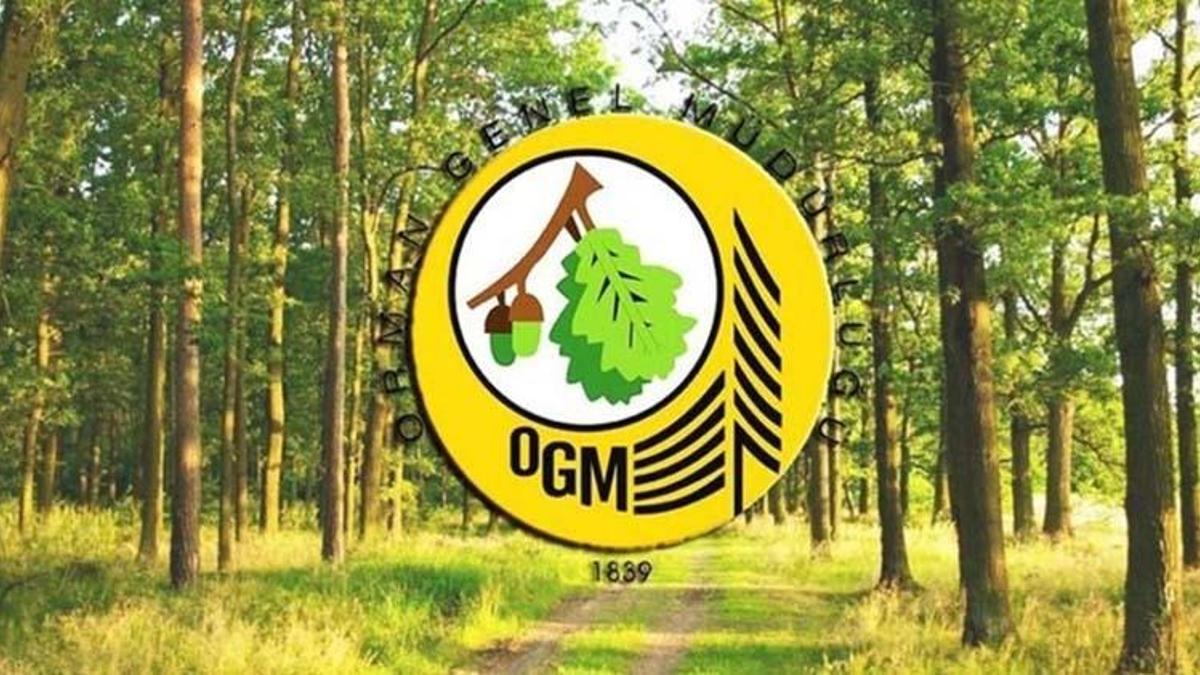OGM 16.500 personel alımı ne zaman? Orman Genel Müdürlüğü personel alımı 2022 başvuru şartları nelerdir?
