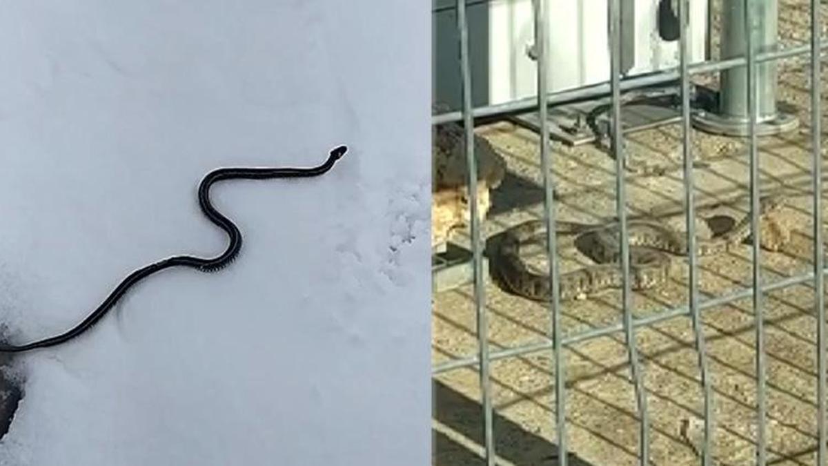 Yılanların kış uyku düzeni bozuldu: Ocak ve şubatta sıkça görülmeye başlandı