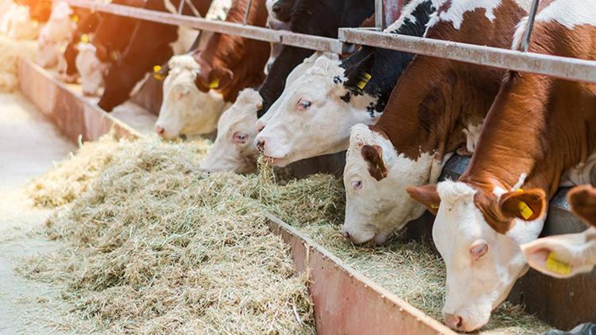 TARSİM: Yetiştiricilere 2,5 milyar TL hasar ödemesi yapıldı