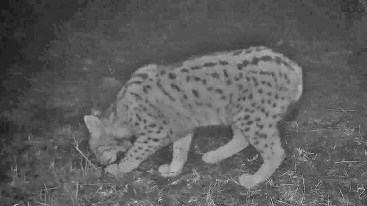 Samsun'da fotokapana böyle yakalandı!