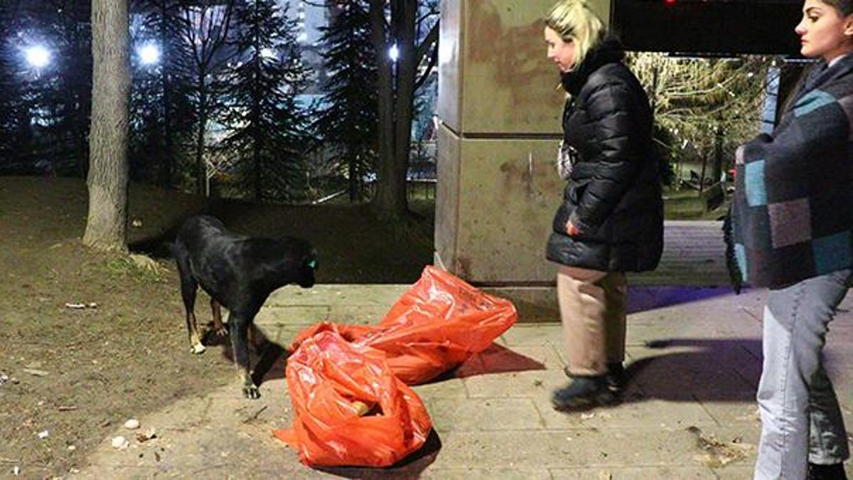 Ankara'da ölü bulunan 8 köpekte zehirlenme şüphesi