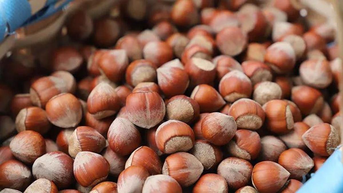 Giresun tombul fındığı artık Avrupa Birliği tescilli!