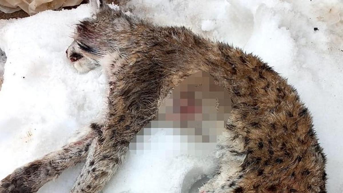 Vaşak avcısına 16 bin 500 lira ceza