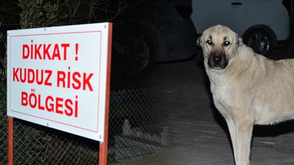 Mardin'de kuduz paniği! Yedi kişiyi ısıran köpek...