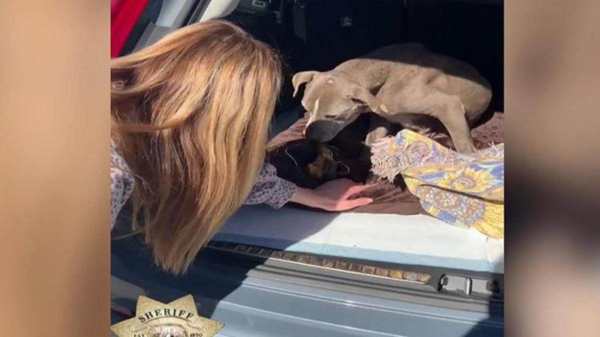 Kayıp ilanı verilen köpek 12 yıl sonra bulundu!