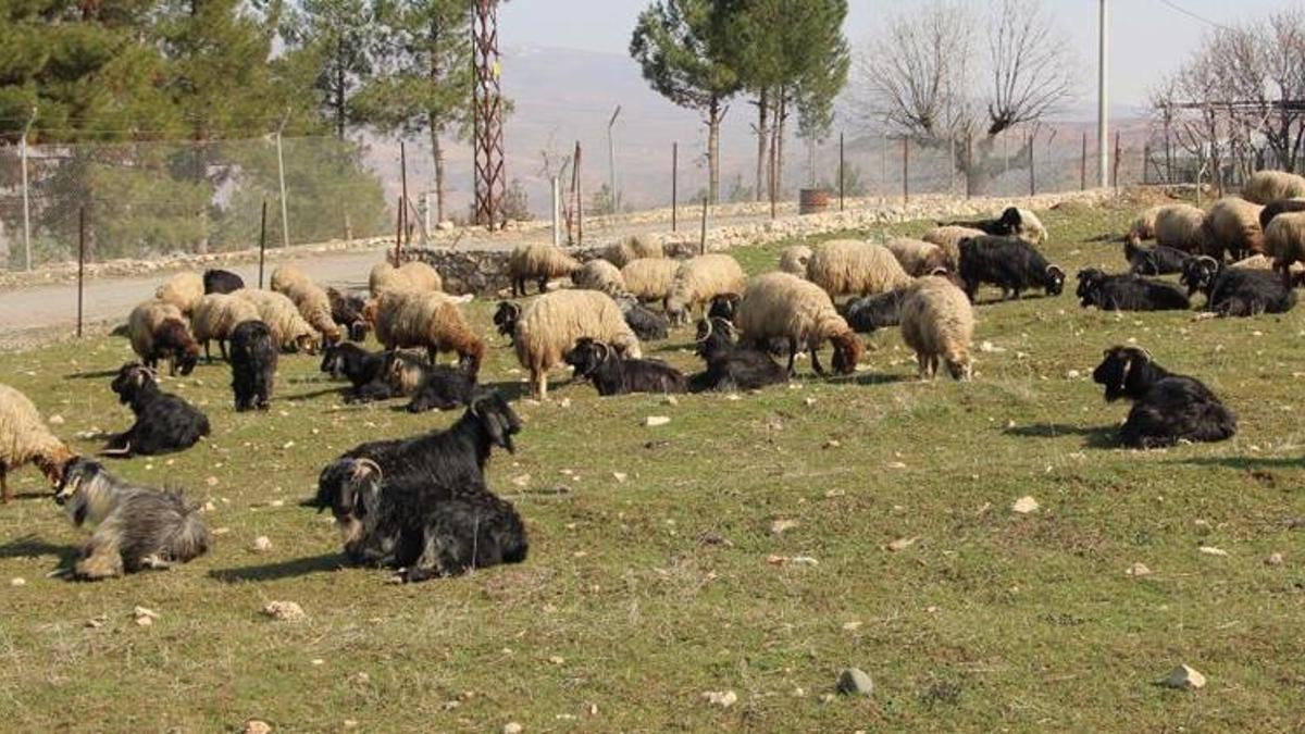 Devlet destek veriyor! Kentten köye dönüş başladı