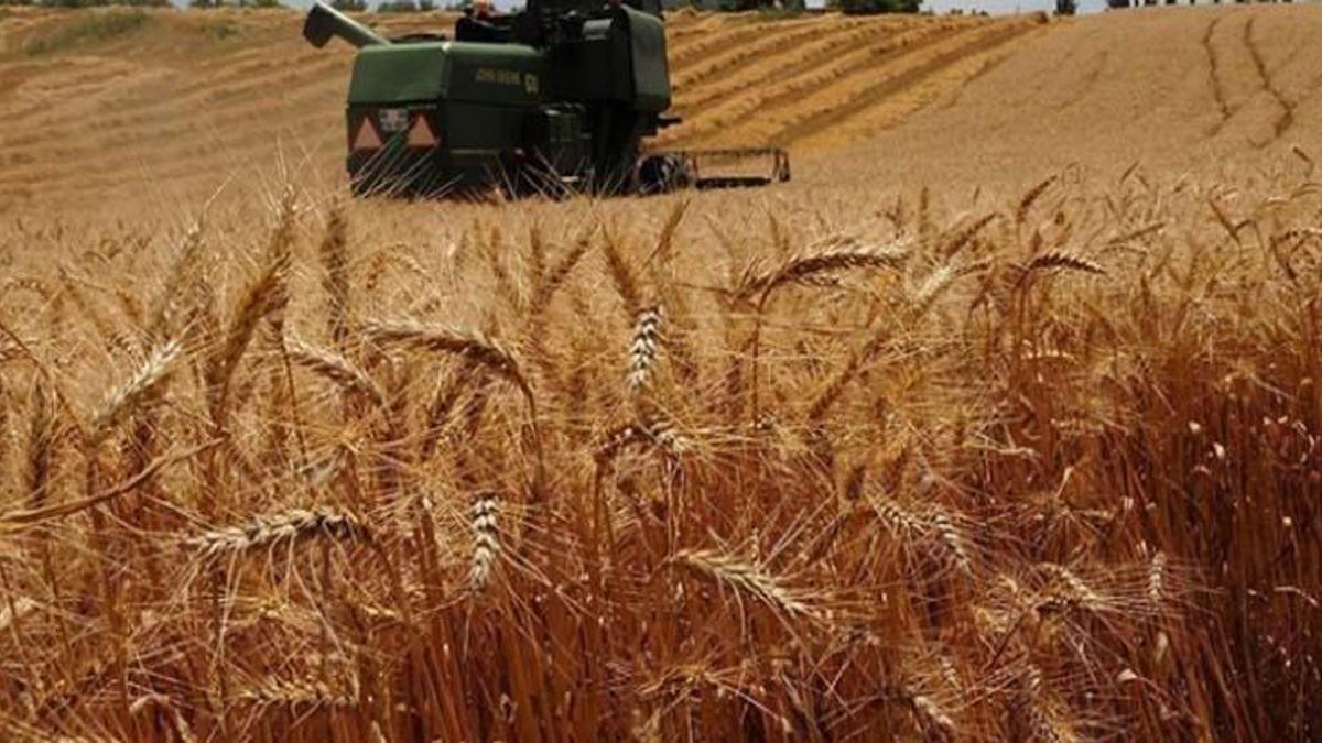 Bakanlıktan 'Türkiye Hindistan'dan buğday ithal ediyor' iddiasına yalanlama