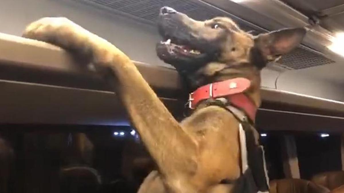 Yolcu otobüsünün tavanına gizlenen 126 kilo eroini narkotik köpeği buldu
