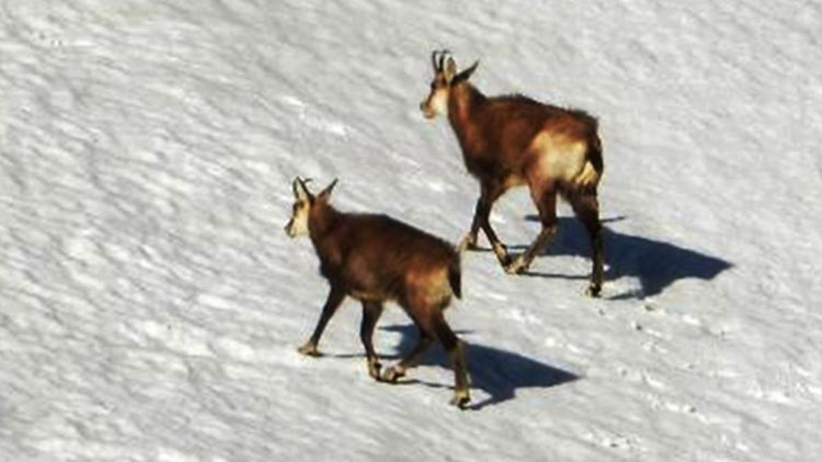 Dünyada çok nadir görülen dağ keçisi türü 'şamua'lar, Tunceli’de görüntülendi