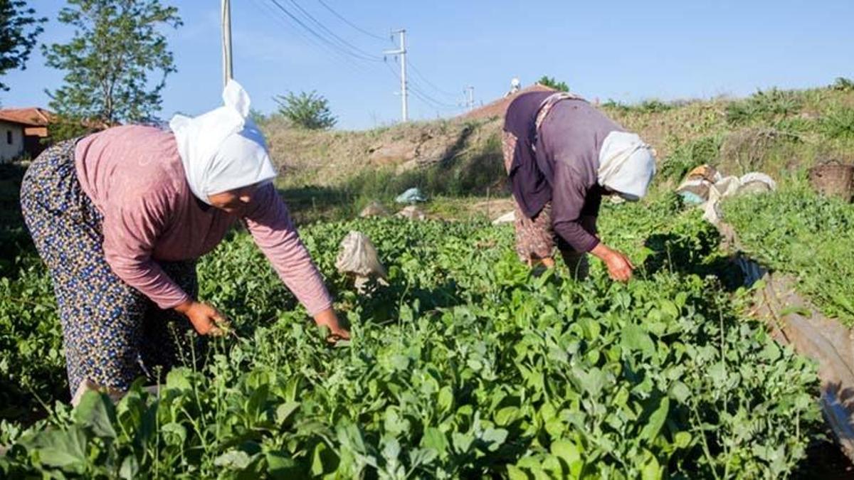 Kadın üreticilere kredi desteği! Orman Genel Müdürlüğü (OGM) kadınlara micro kredi veriyor!