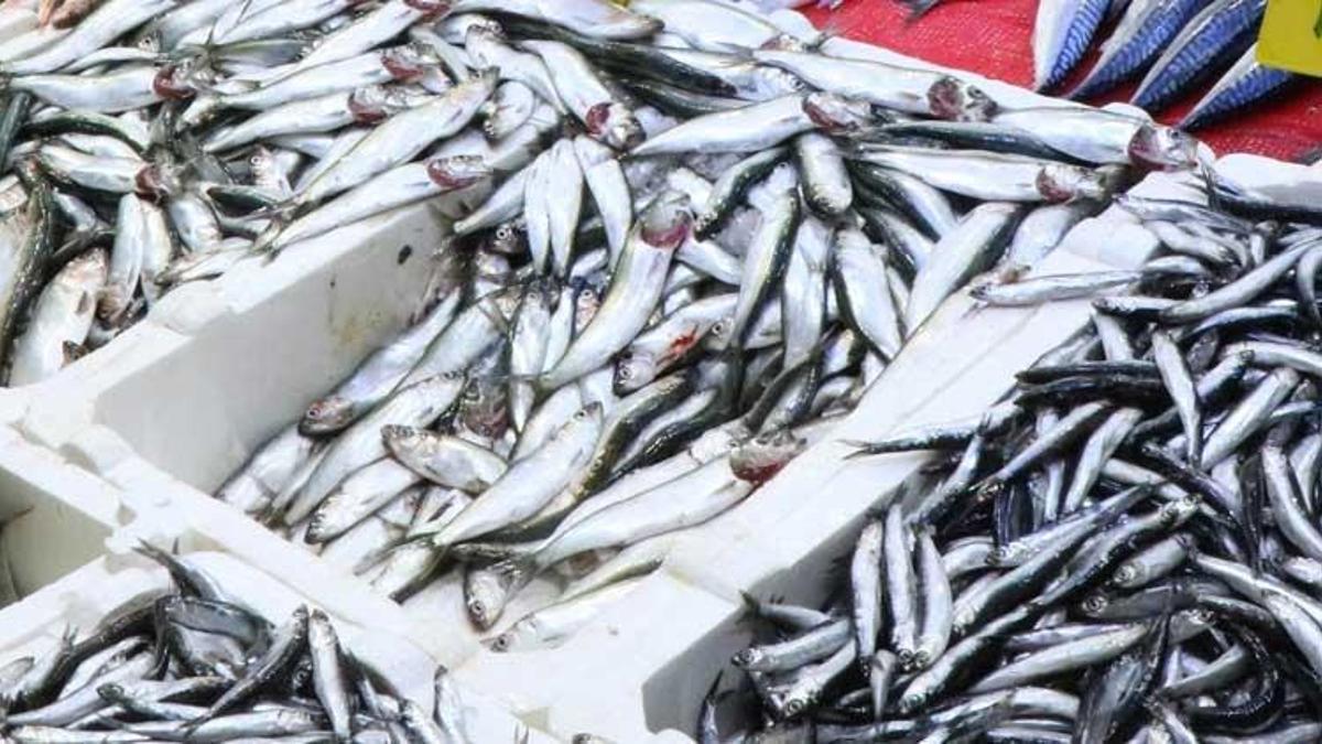 Balık fiyatları ile ilgili flaş uyarı! Hamsi, mezgit, istavrit, levrek, çipura...