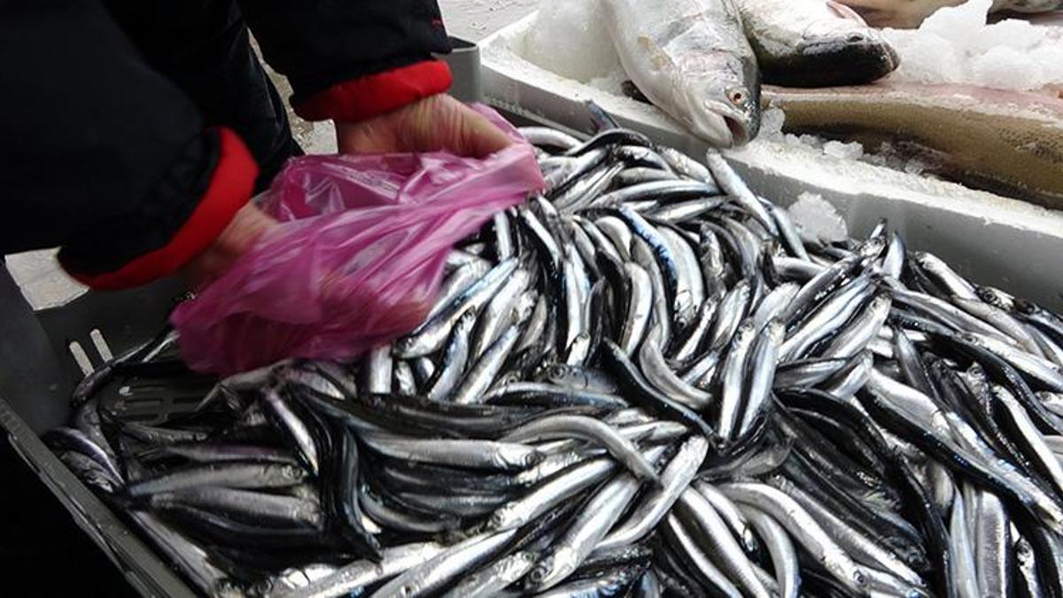 Balık fiyatlarına yansıdı, yüzde 50 arttı! Son 1 ayda yaşandı
