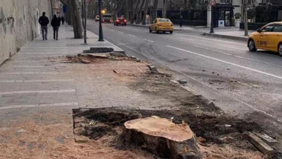 Çırağan Caddesi'ndeki 112 çınar kesildi! Tepki çeken görüntüyle ilgili çarpıcı iddia
