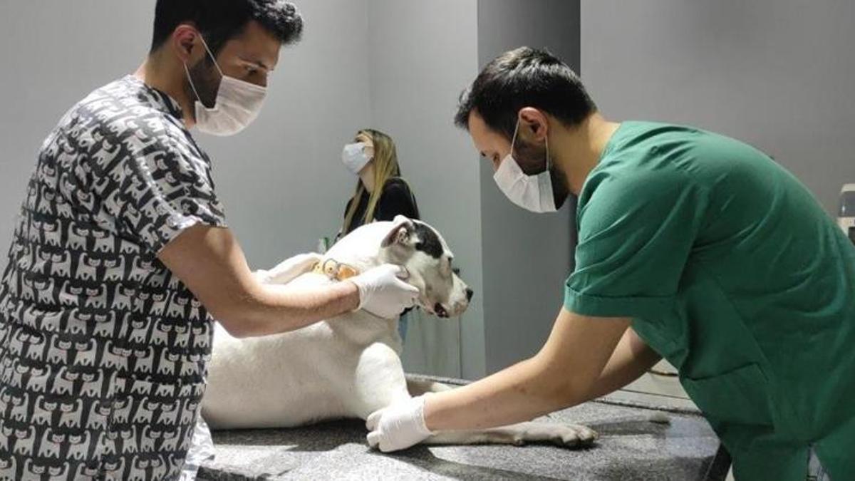 Kedi ve köpekler yılsonuna kadar kayıt altına alınıyor