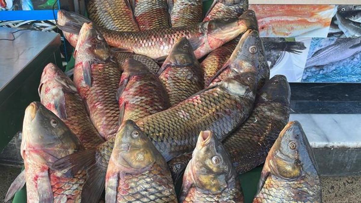 Tatlı sularda avlanma yasağı başladı