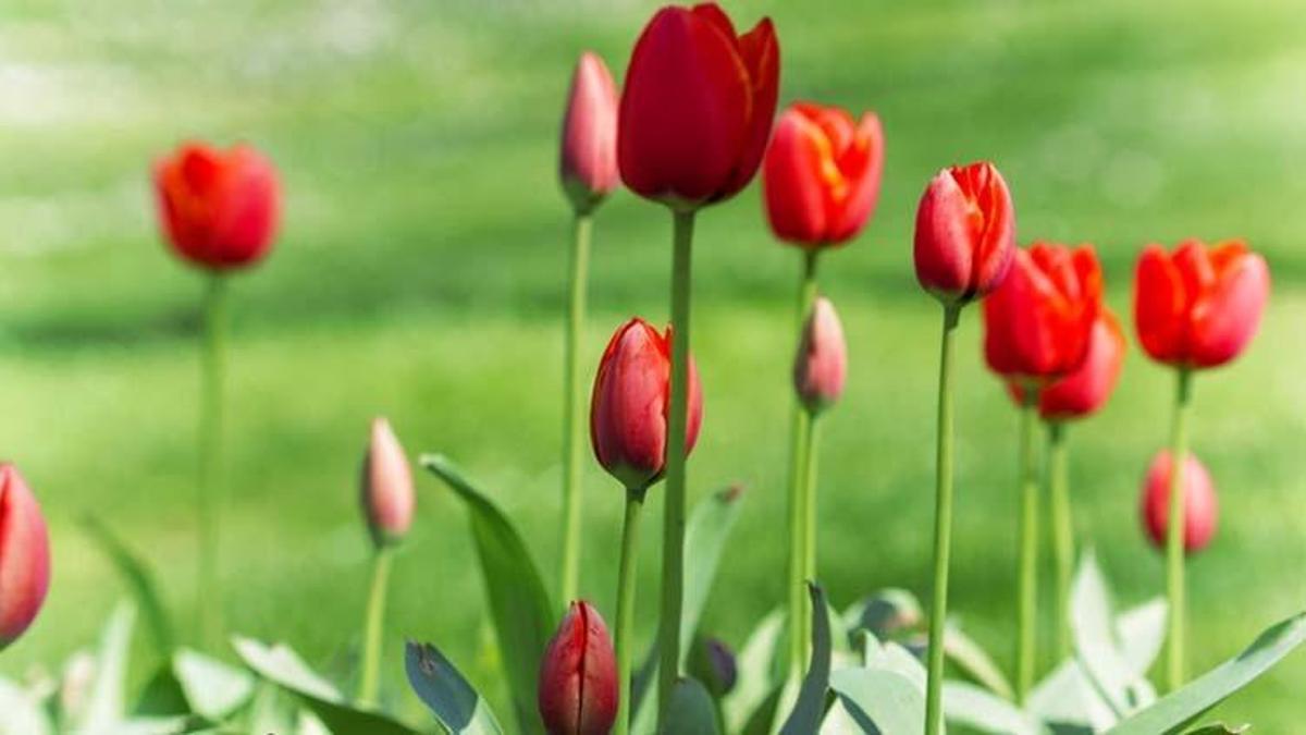 Nevruz Bayramı mesajları! Resimli, uzun, kısa, anlamlı ve yeni 21 Mart Nevruz Bayramı kutlama ve tebrik mesajları ile sözleri!