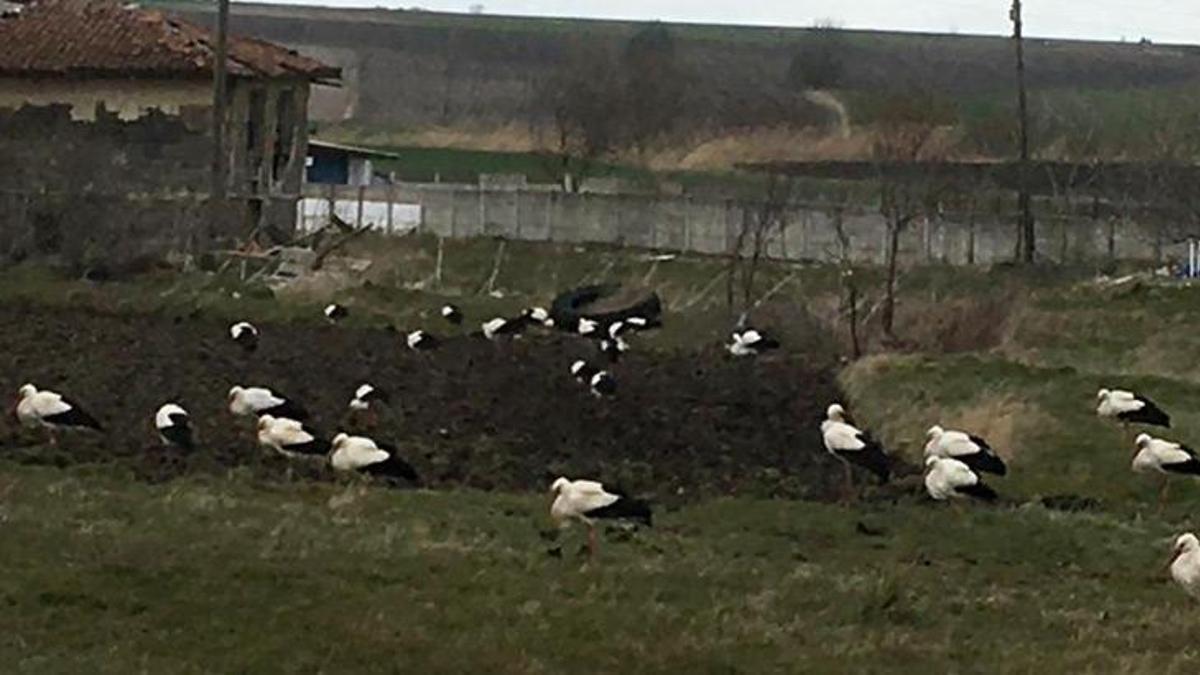 Şiddetli rüzgar leyleklere de engel oldu! Köye sığındılar...
