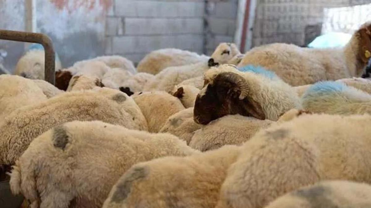 2022 Kurban Bayramı ne zaman? Kurban Bayramı hangi ayda, kaçında ve hangi günde?
