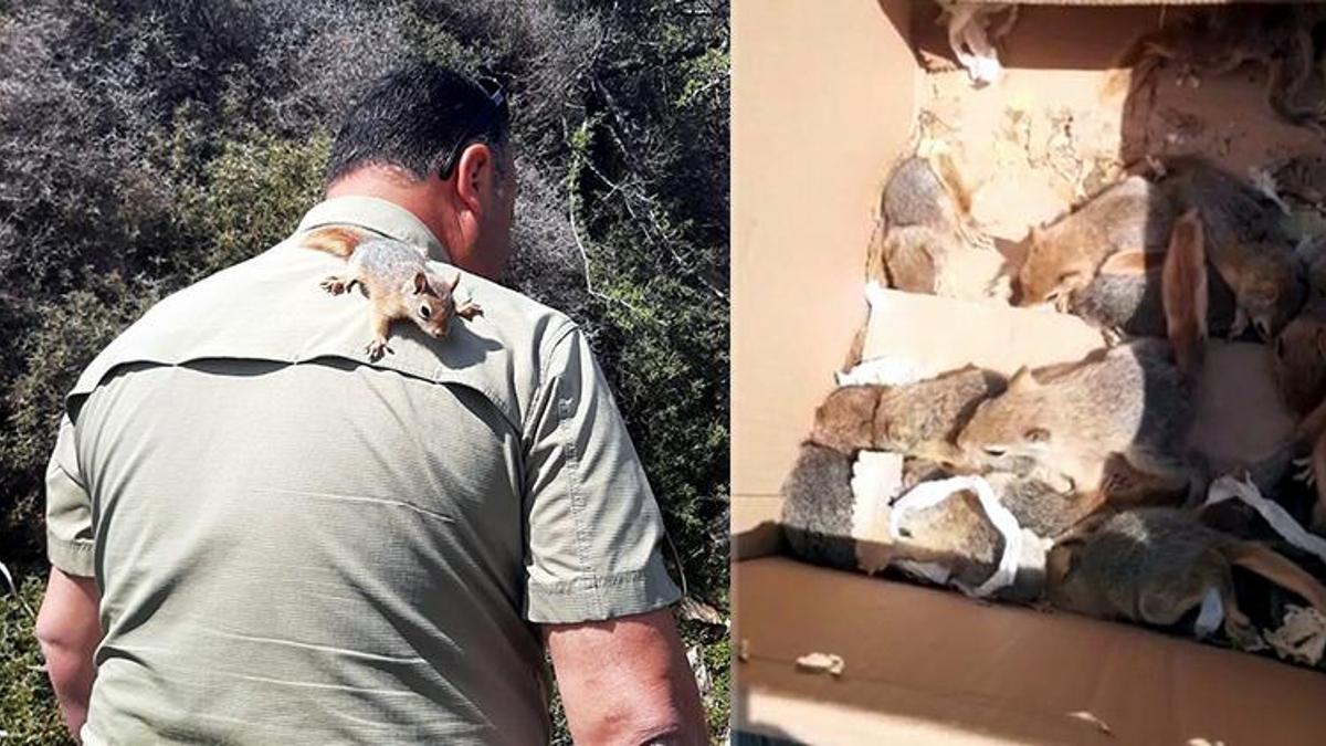 İş yerinde ticareti ve evde beslenmesi yasak 17 sincap ele geçirildi