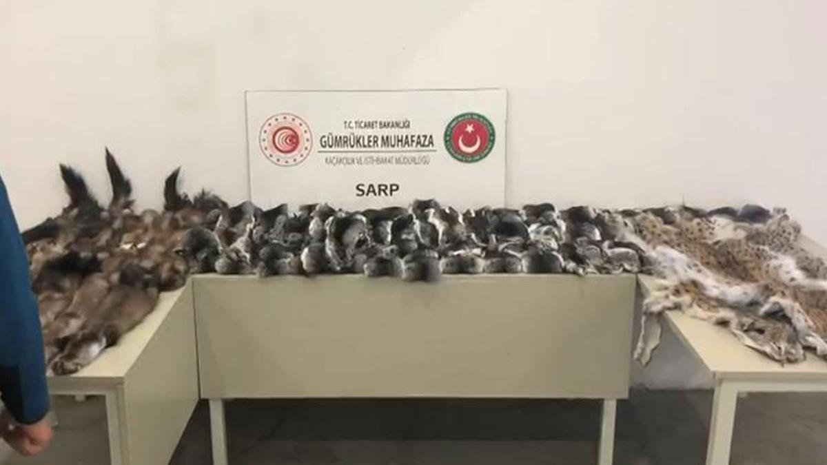 Sınır kapılarında hayvan kürkü ile postları ele geçirildi!