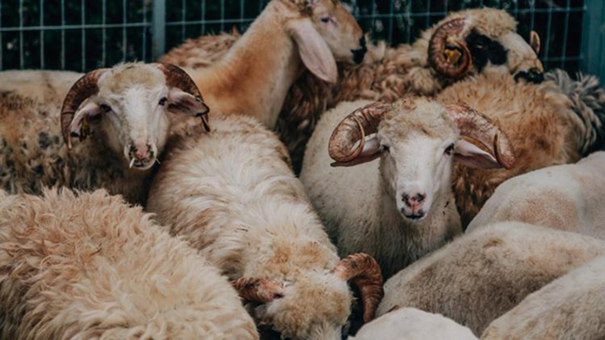 Ticaret Bakanlığı: Katar'a 201 bin 227 küçükbaş hayvan ihracatı yapıldı