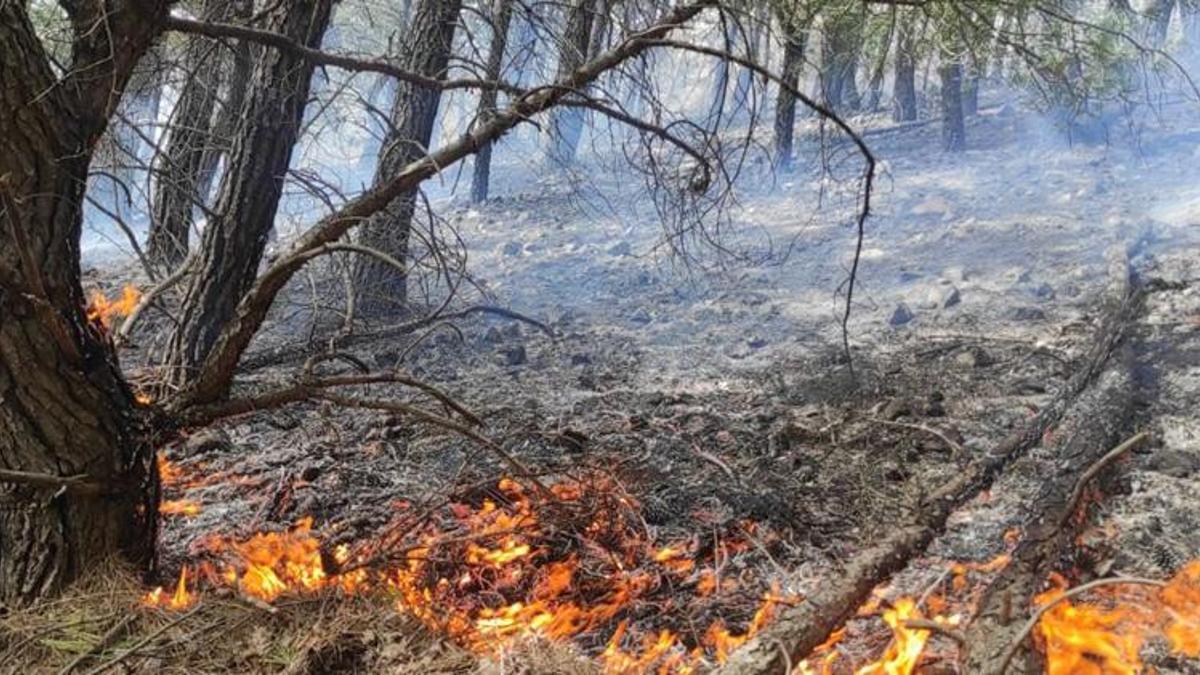 Çanakkale'de orman yangını! Çok sayıda ekip sevk edildi