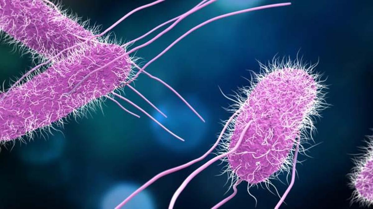 Salmonella nedir, Kinder sürpriz yumurta Salmonella virüsü hastalığı belirtileri nelerdir?