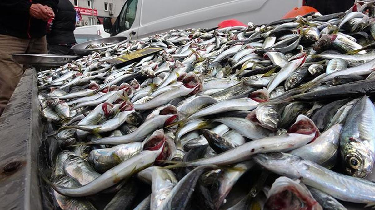 Fiyatı yarı yarıya düştü! Talep yoğun, kısa sürede tükenecek