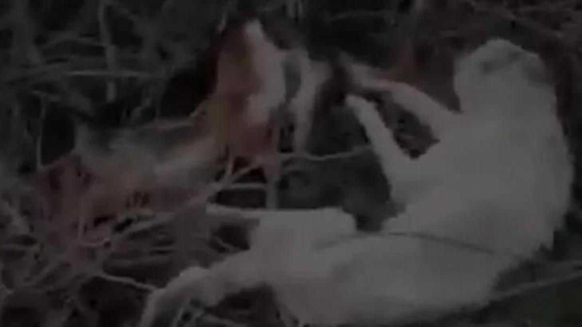 Sakarya'da şoke eden durum! Sokak köpekleri ölü bulundu!