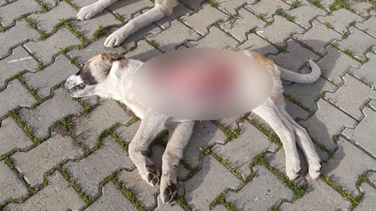 Korkunç olay, yavru köpek derisi yüzülmüş halde ölü bulundu!
