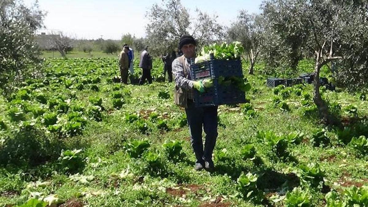 Marulun tanesi tarlada 2 TL markette 10 TL