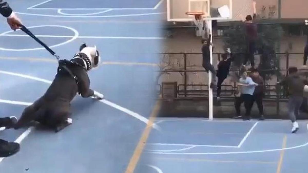Pitbull ile şaka basketbol sahasındaki çocuklara dehşeti yaşattı