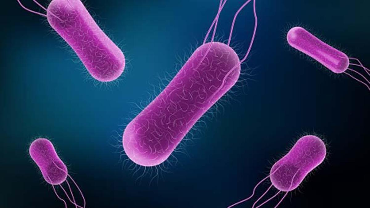 Salmonella Typhimurium nedir, salmonella belirtileri nelerdir? Tarım Bakanlığı Kinder Salmonella salgını açıklaması!