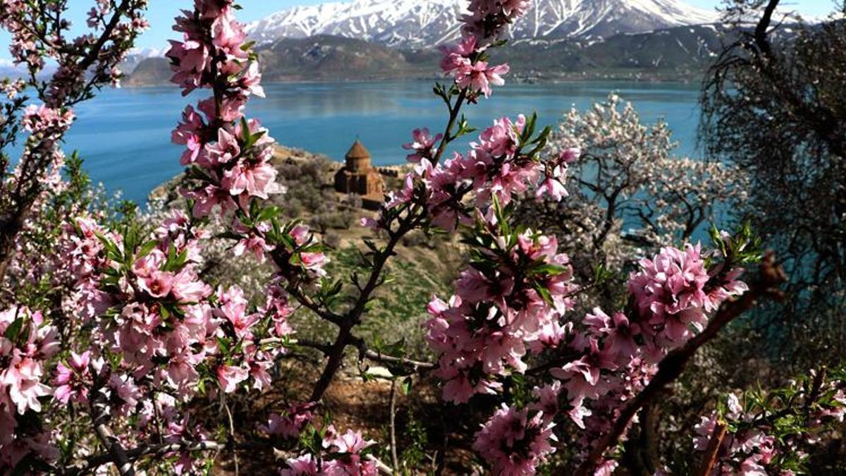 Çiçeklerle kaplanan Akdamar Adası'na fotoğrafçı akını