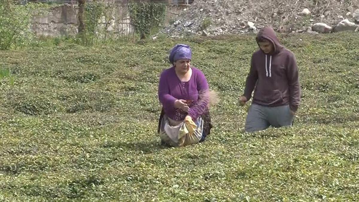 Doğu Karadeniz’i çay telaşı sardı! Son hazırlıklarını yapıyorlar