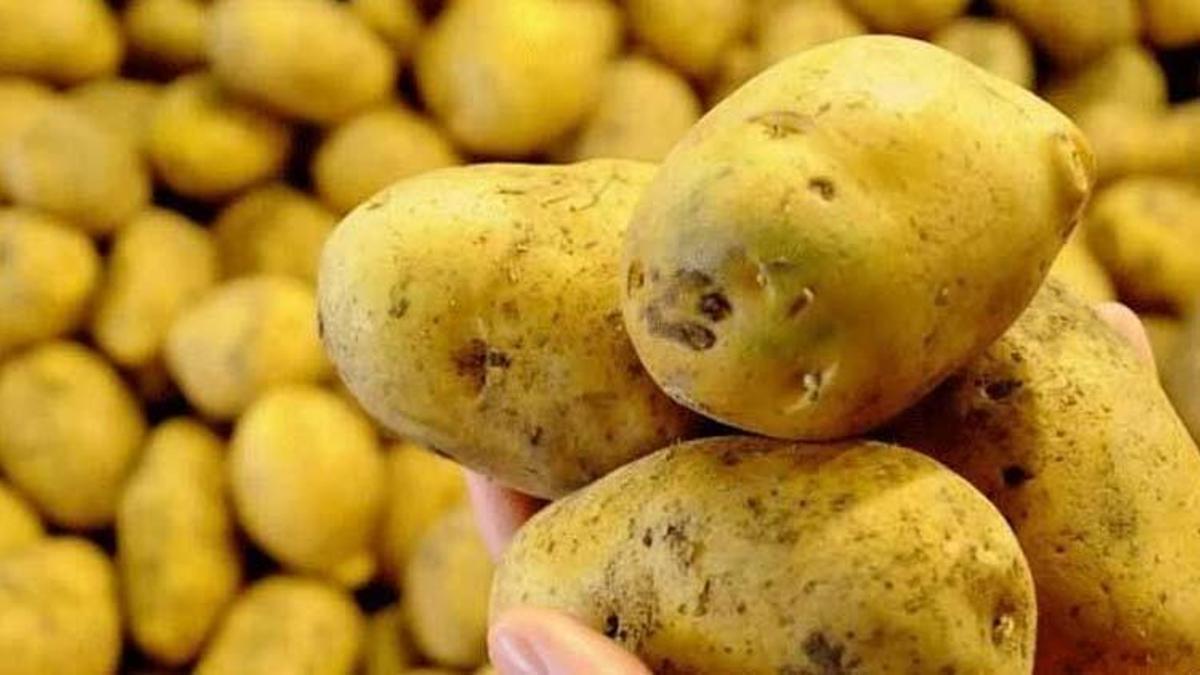 Patates kanseri (siğili) nedir, insana zarar verir mi, hangi illerde var? Patates kanseri nasıl ve neden olur, belirtileri nelerdir?