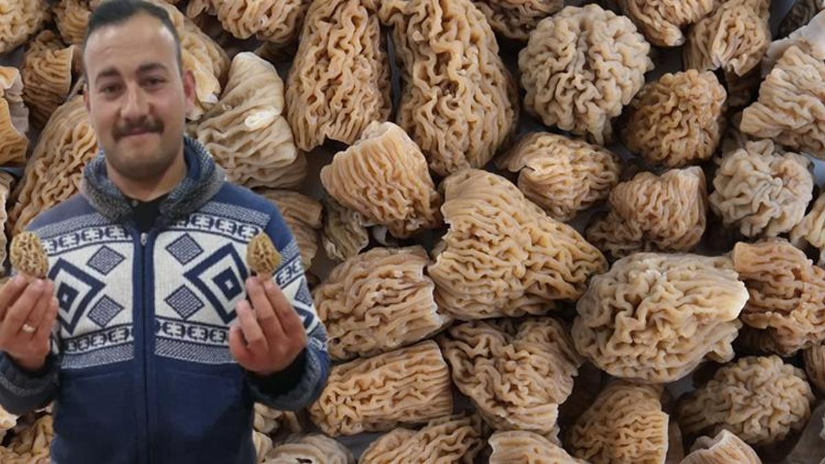 Ormanda bulup günde 3 bin lira para kazanıyorlar! Fiyatını duyanlar toplamaya çıkıyor