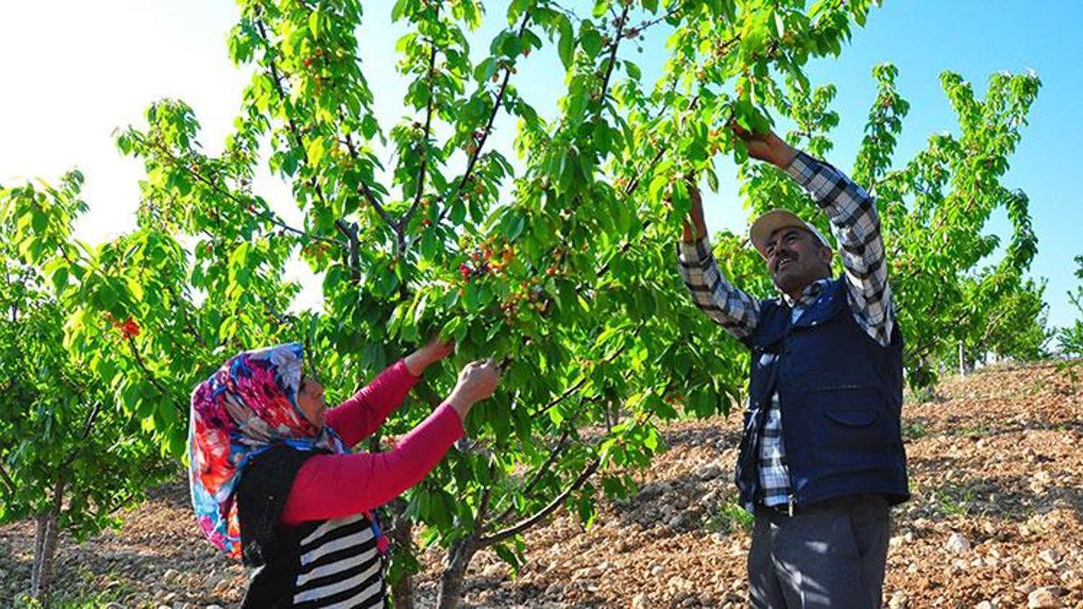 Kiraz sezonu başladı! İlk kiraz 700 TL'den satıldı