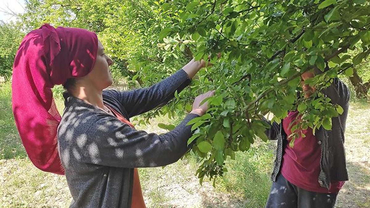 Kilosu 40 ile 50 lira arasında değişiyor! 'İyi para kazanacaklar'