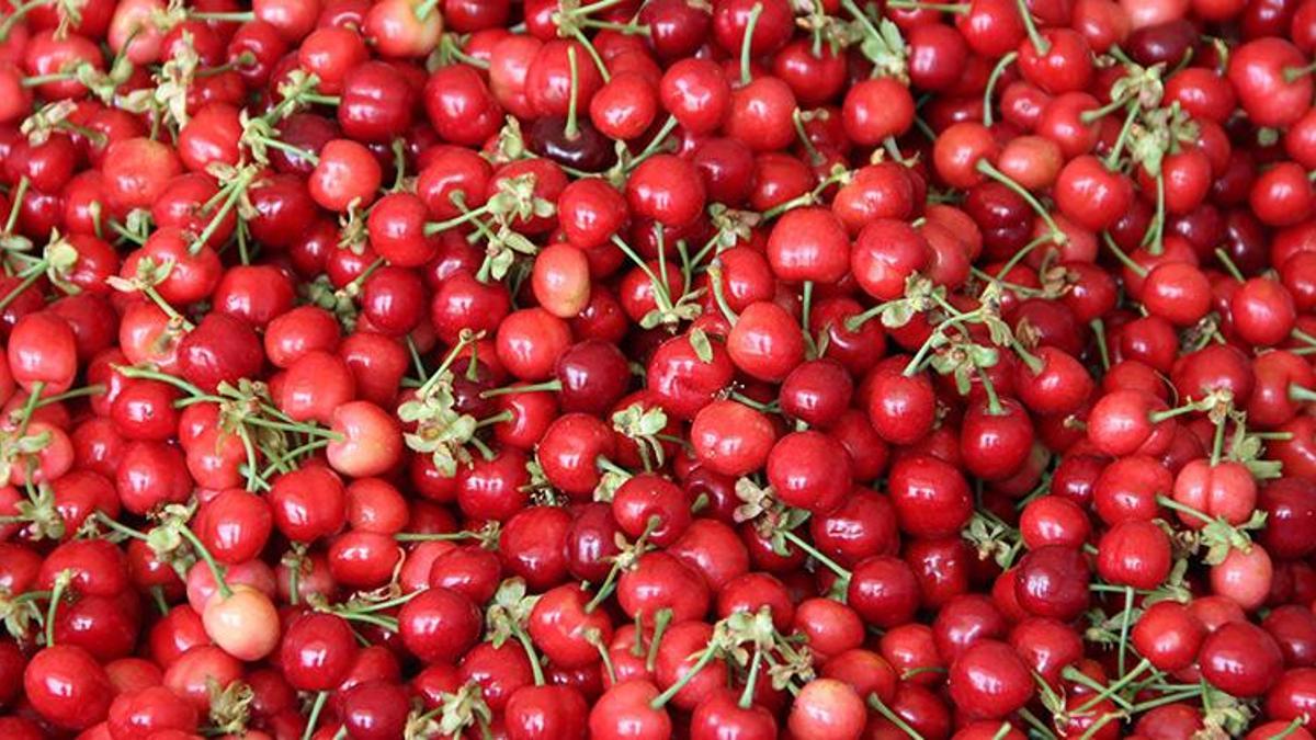 Kiraz fiyatları düştü! 'Ürün çok, 10 TL’ye kadar geriler'