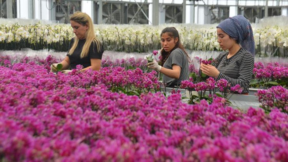 Anneler Günü'nde en ucuz orkide 150 TL