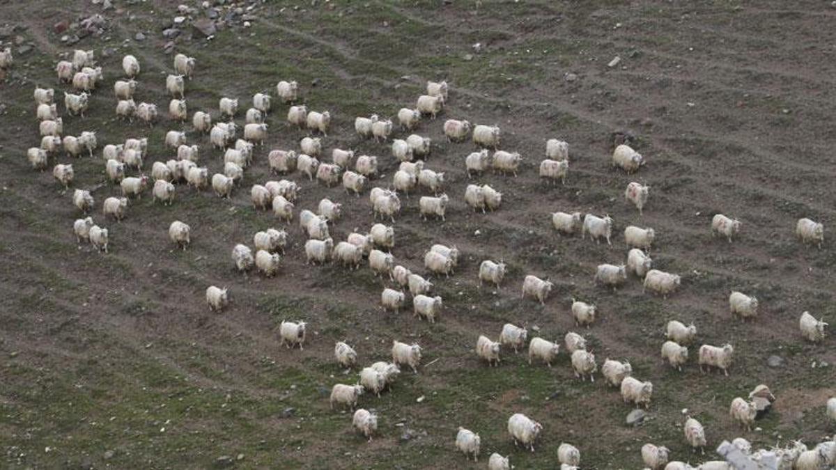 Hayvancılık ile ilgili son dakika gelişmesi! Yüzde yüz arttı