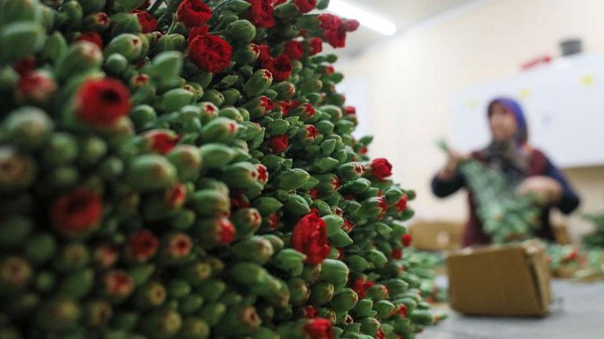 Anneler Günü için Rusya ve Ukrayna dahil 33 ülkeye 70 milyon dallık çiçek ihracatı