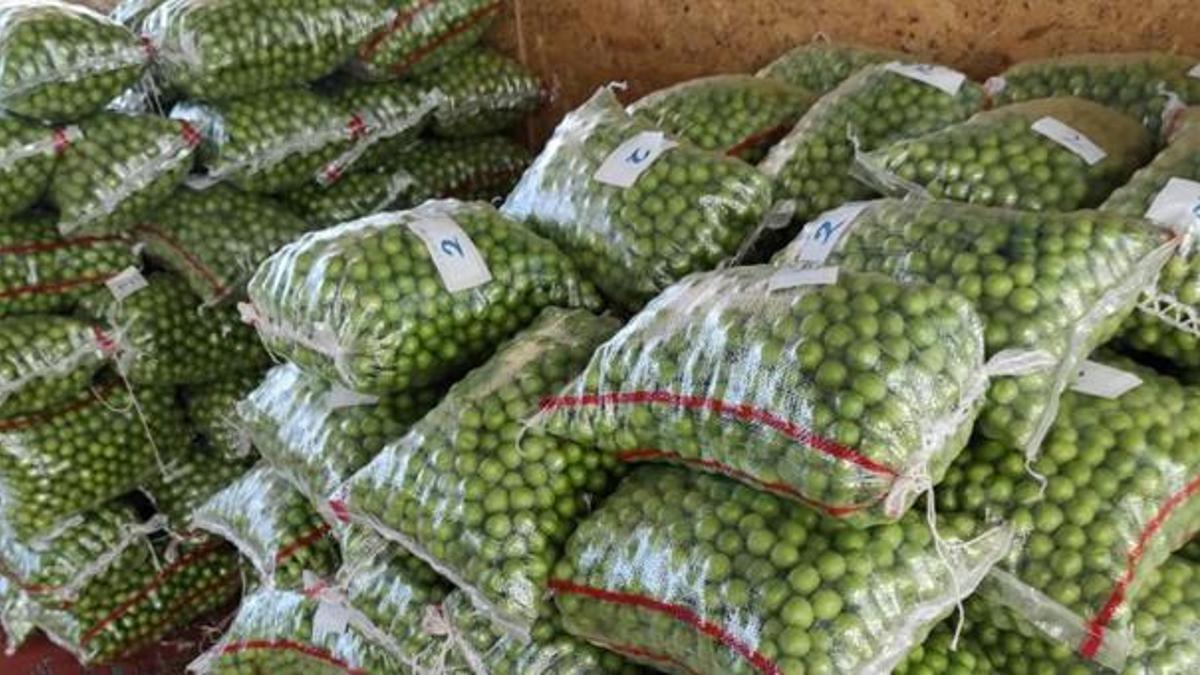 Fiyatı belli oldu, 50 liradan satılmaya başladı