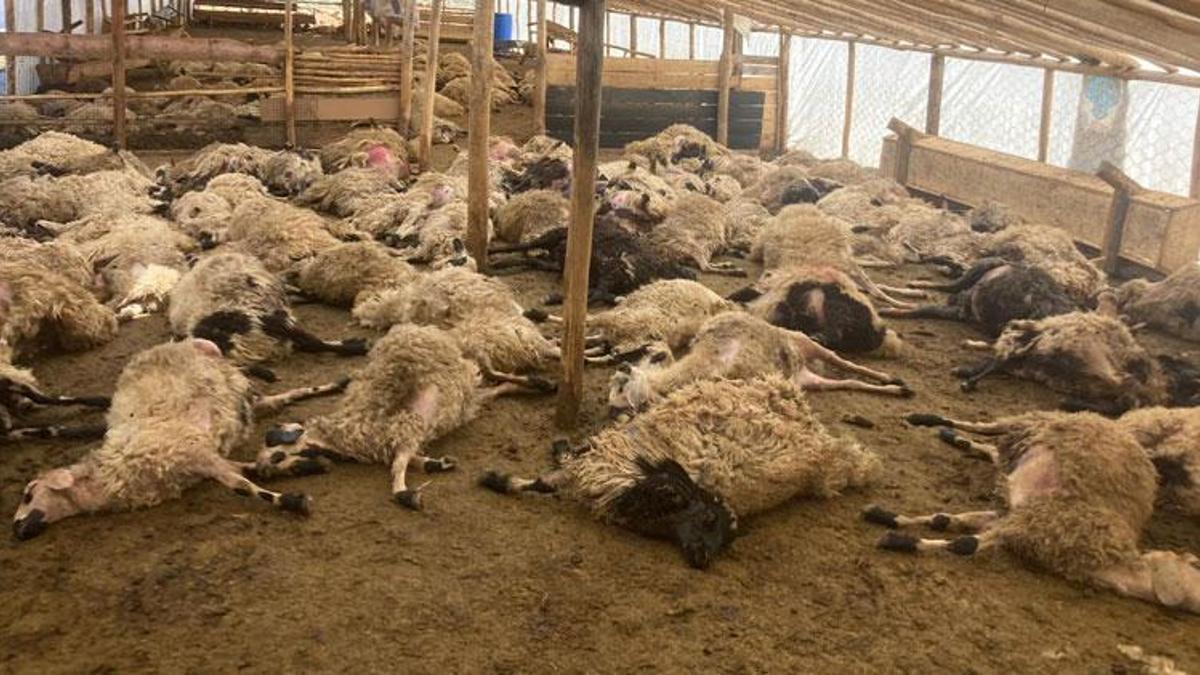 Ağıla giren kurtlar, 200 koyunu öldürdü