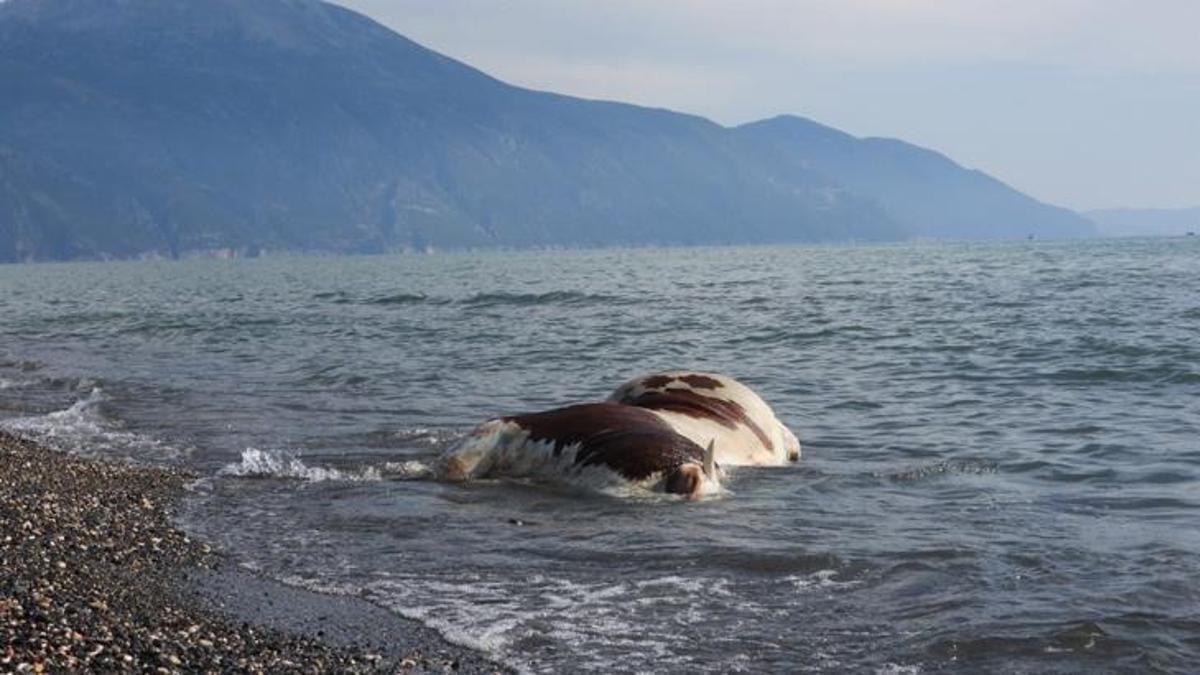 Hatay'da görenleri şaşırtan durum! Sahil kenarında bulundu