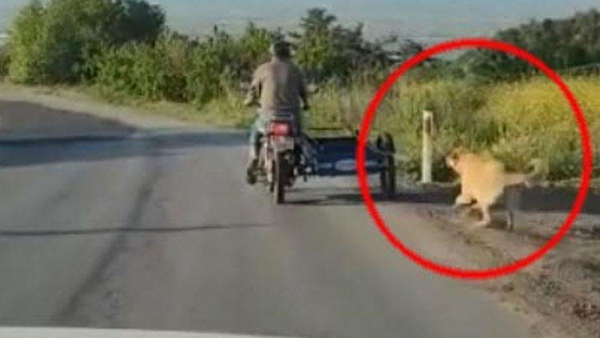 Köpeğini motosikletin arkasına bağlayıp koşturdu! Skandal anlar