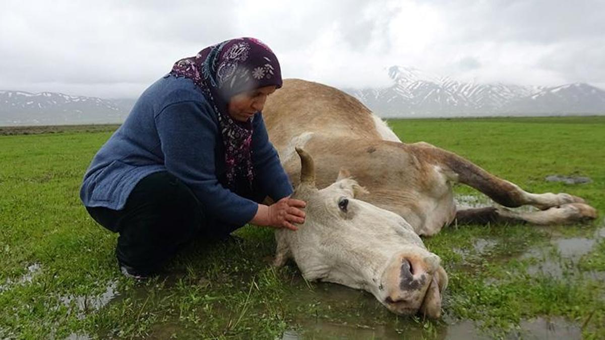 Tek geçim kaynağı ineği öldü, büyük üzüntü yaşadı