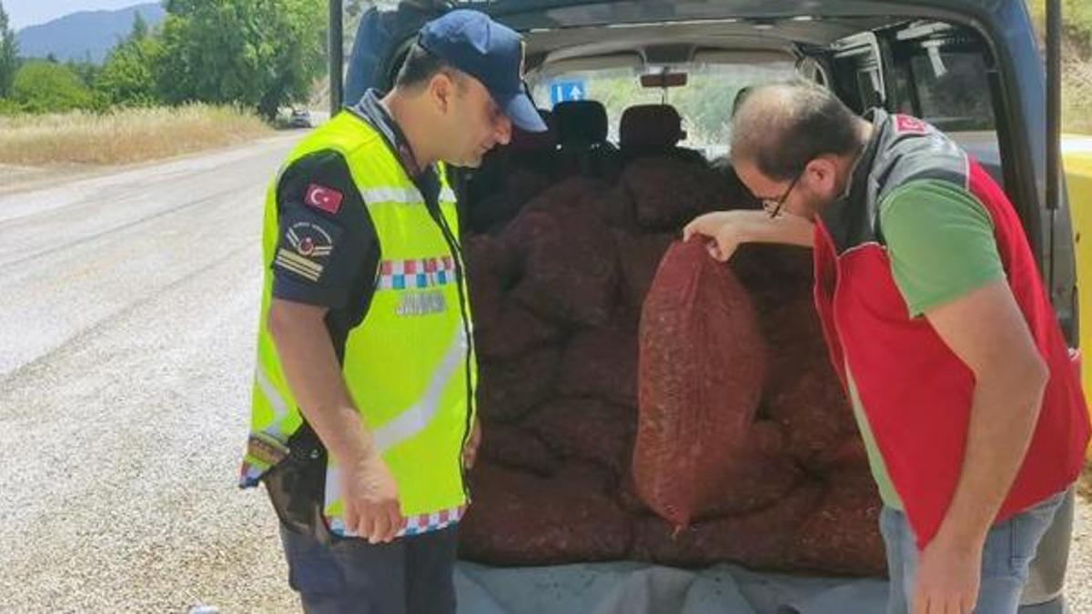 Muğla'da 1,5 ton kaçak midye ele geçirildi