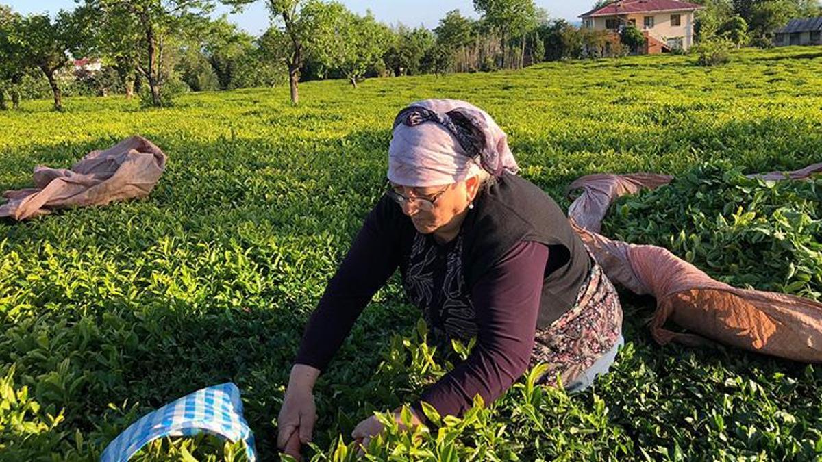 ÇAYKUR ilk üç günde bin 500 ton yaş çay alımı yaptı